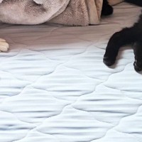夜勤明け、ベッドの上を見たら『猫たち』が……思わず笑ってしまう瞬間に「床で十分ニャンｗ」「真ん中だねｗ」「幸せそうでたまらん」と反響