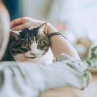 猫が『泣いている飼い主』のそばに寄り添う理由3つ　心配してくれている？やりがちな反応や仕草の意味も