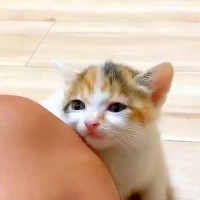 保護された子猫たち→１匹が膝にくっついてきて…思わず悶絶してしまうほど『あざとい行動』に「かわいすぎ」「ニヤけてしまう」と絶賛の声