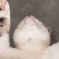 仰向けで『バンザイ寝』をする猫→顔を見た結果…まさかすぎる『表情』に「うっとりしていると思ったら…ｗ」「想像と違ったｗ」と17万再生