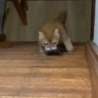 『のぼり方のクセが強すぎる猫』…まるでバタフライのような『まさかの動き』が500万表示「何回も見てしまったｗ」「おもろすぎる」と爆笑