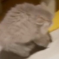 全身の毛を『逆立てる子猫』→目の前にいたのは……まさかの光景が891万再生「世界一可愛い平行四辺形」「見たことない形ｗ」と大反響