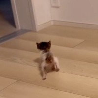 お部屋を歩き回る『生後1か月の小さな子猫』を見守った結果…尊すぎる光景が52万再生「ガニ股よちよちｗ」「語彙力失った」と悶絶の声