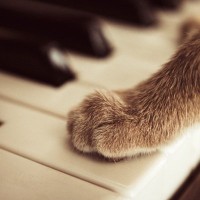 類まれな才能で聴く人を魅了し続けた、野良出身の「天才ピアニスト猫」　米国