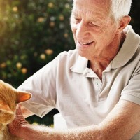 老夫婦が作り上げた「老猫たちの最期」をおだやかに看取るための住まい　米国
