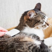 猫の被毛に起こる『毛割れ』の原因3つ　病気の可能性から効果的なケア方法まで