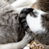 猫が『しっぽを巻き付ける』ときの理由4つ　自分以外に絡ませる意味や応え方も解説