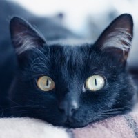 猫から『アイコンタクト』が送られてくるときの理由3つ　隠された心理や上手に応える方法もご紹介