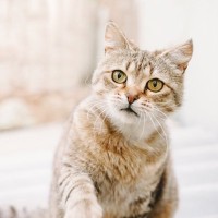 猫が語尾をあげて『ニャ？』と鳴く理由3選　聞きたいことがある？気持ちを読み取るポイントまで