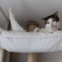 猫が『退屈だなあ』と感じているときのサイン4選　暇そうにしている愛猫を満足させる方法も
