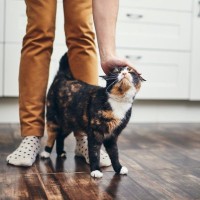 猫が家族を『順位付け』しているように見える行動4選　人によって態度が違う理由も解説