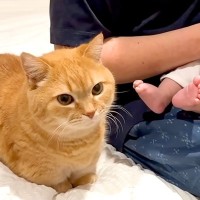 赤ちゃんにミルクをあげるパパ→猫が甘えたそうな様子で…圧倒的に尊い『順番待ちをする光景』に「一挙一動が可愛い」「愛おしいね」と反響
