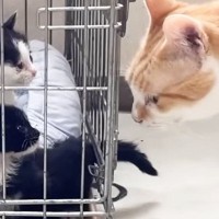 保護された子猫たち→初めて『ベテラン先住猫』と対面した結果…『可愛すぎる光景』に反響「ガン見ビームがすごいｗ」「すぐ仲良くなれそう」