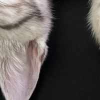 家にきてまだ『３日目』なのに→机の上を見ると、子猫が…涙が出るほど可愛い『まさかの光景』に３万いいね「ずっといました感ｗ」「大物だわ」