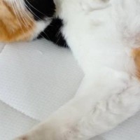 仰向けの状態で『熟睡していた三毛猫』→顔を見たら……思わず笑みがこぼれる『尊い光景』に「幸せそう」「かわいいｗ」とSNSで反響