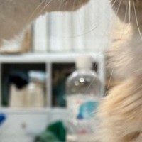 近づいてきた『仲良しな猫』の大胆な行動に……少女漫画のような『まさかの展開』に６万いいね「完全にヒロイン」「モノローグ入ってそうｗ」