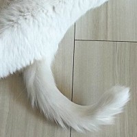 部屋の隅で体をまっすぐ伸ばして『くつろいでいた白猫』…綺麗すぎる『形』に２万いいね「素晴らしい」「ねこの長さを求めよ」と反響