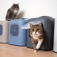 猫用トイレは『カバーあり・なし』どちらを選ぶべき？　それぞれの良し悪しや愛猫に合わせた選び方