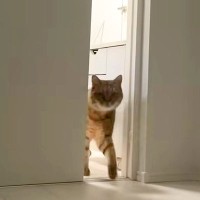 『ちょっと昼寝しようかな』と思ったら、隣の部屋からネコが入ってきて…想定外な『妨害行為』が話題「ネコハラが…」「一人で寂しかったもん」