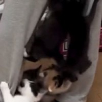 元気いっぱいな子猫たち→『ごはんの準備』を始めると…とんでもない状況に２万いいね「ご飯をくれるキャットタワーｗ」「痛い痛いｗｗ」