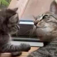 毛づくろいをし始めた先輩猫と子猫→おててに注目すると…予想外の『尊い光景』に１万いいね「動きがあってるねｗ」「ずっと見ていられる」