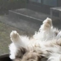 窓辺でくつろぐ元野良猫→あまりにも『大胆な日向ぼっこ』に爆笑の声続出「絶対笑ってまうｗ」「ぬいぐるみの天日干しｗ」と17万再生