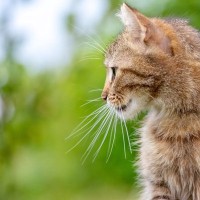 猫の『眉毛』が持つ大事な役割5つ　知られざる重要性や抜けた場合の影響まで