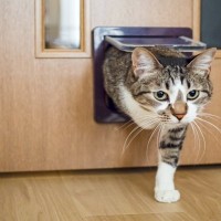 『猫用ドア』を導入するメリット3つ　より快適に過ごせる？取り付けるときの注意点まで
