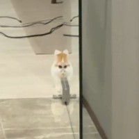 子猫の姿が『ガラス戸に反射』→だんだんと変化していって…『衝撃の光景』が201万再生「外で見たらダメなやつｗ」「エイリアンウサギ」