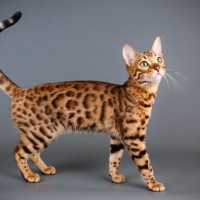 【獣医師監修】ベンガルってどんな猫？特徴や性格から飼う前の注意点・価格相場まで徹底解説