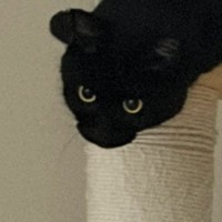 キャットタワーの上にいる黒猫を見たら…もはや別の生き物のような『まさかの光景』に「オタマジャクシｗ」「ギリなまこ」と３万いいね