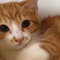 シャーシャーと威嚇がすごかった保護子猫たち→約２週間が経つと…まるで別猫のような"変化"に反響「変わり様に感激」「よかった」