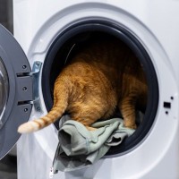猫が起こしかねない『洗濯機』のトラブル3つ　入りたがる理由から防ぐための対策まで