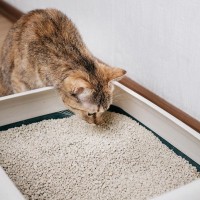 猫が『トイレを我慢している』ときのサイン4つ　見逃せない理由や起こりうるトラブルまで