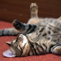猫が床で横になって『クネクネ』する理由4つ　愛猫が伝えたい気持ちから注意すべきケースまで解説