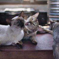 『同居する猫の死』を猫はどう感じているの？　起こりうる変化や飼い主ができるケア方法まで