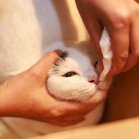 猫が『鼻血』を出しているときに疑うべき病気3選 　命に関わる可能性も？取るべき対処法まで解説