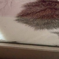 ふと窓を見たら、愛猫が『とんでもない状況』に……可愛すぎる『SOSの光景』に３万いいね「凄いところにいるｗ」「ぺちゃんこｗ」と反響