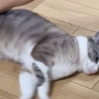 フローリングの上で『くるくる回される猫』→あまりにも無抵抗で…シュールすぎる光景に１万いいね「ワイパーだ」「新感覚の遊び方ｗ」