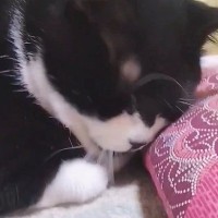 座布団にスリスリしていた猫→見られていることに気づいた『次の瞬間』…可愛すぎる光景に３万いいね「決定的瞬間ｗ」「もう笑っちゃうーｗ」