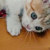 マットの上で寝転がっていた子猫→可愛すぎる『あんよ』に１万いいねの反響「赤ちゃんみたい」「体の力抜けたｗ」と癒される人が続出
