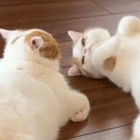 仲良くくつろぐ兄妹猫→1匹が『仰向け』になった『次の瞬間』…まさかの光景に1万9000いいね「ひたすらに尊い」「仲良しさんで最高」