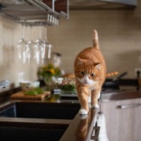 猫を『乗らせたくない場所』に近付けない方法5選　乗りたがる理由や止めさせるコツまで