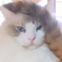 一緒にくつろいでいた『2匹の猫』を見ていると…あまりにも『理不尽すぎる展開』に２万いいね「限界きたｗ」「頑張って我慢したのにｗ」
