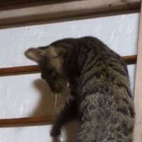 音を立てながら『障子を登っていく猫』→下りようとするも……爆笑の展開に1万7000いいね「下山のほうが危険ｗ」「声出して笑った」