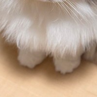 深夜の作業中、後ろを振り返ると『猫』が……あまりにも愛おしい『健気な様子』に３万いいね「一緒に寝てあげねば」「かわいい」と反響