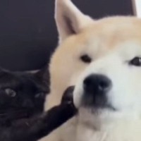 くっついて寝ていた『黒猫と柴犬』→柴犬が離れようとした結果…まさかの光景が64万再生「呆れてもうてるｗ」「愛が重いｗ」と爆笑の声
