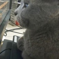 パソコンを使っているパパ→猫が、モニターの目の前で…思わず笑ってしまう『妨害行為』が11万再生「猫すぎて愛が止まらん」「ド近眼説」