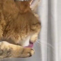 『毛づくろい中の猫』に舐めてもらおうと、そっと指を出したら…100点満点の『表情』に爆笑の声「ちょっと怒ってるｗ」「めっちゃ笑った」