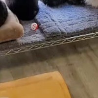 『猫カフェ』の窓際にある『ラック』を見ると…284万再生された『圧巻の光景』に「すごいの一言」「ショーケースに並ぶケーキみたいｗ」の声